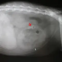 Röntgenbild einer Katze mit Pica-Syndrom. Ein roter Pfeil zeigt auf ein verschlucktes Objekt im Verdauungstrakt.