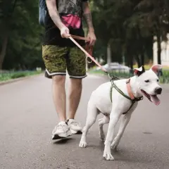 Biały pies reaktywny na smyczy, z radością biegnie obok swojego opiekuna w parku.