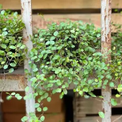 Muehlenbeckia in vaso, con le sue foglie tonde e verdi, crea un effetto cascata su uno scaffale arrugginito.