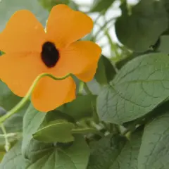 Pomarańczowa tunbergia z czarnym środkiem, otoczona zielonymi liśćmi. Piękny przykład tunbergia uprawa w ogrodzie.