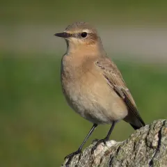 Mały ptak z pomarańczowym brzuszkiem siedzi na kamieniu, obserwując otoczenie.