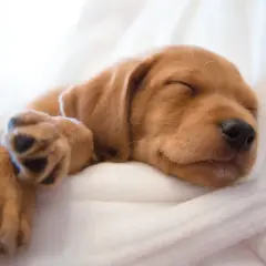Ile śpi 6-miesięczny szczeniak? Sprawdź normę i sekrety snu