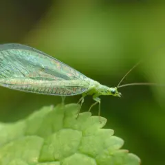 Grünes Perlauge mit schillernden Flügeln sitzt auf einem Blatt im Garten. Ein faszinierendes Exemplar der insekten im garten.