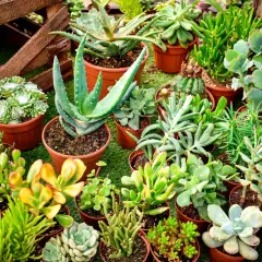 Variedad de plantas suculentas exterior en macetas, con aloe vera y cactus.