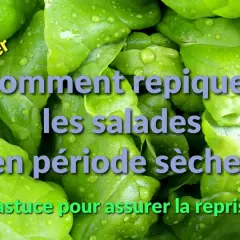 Feuilles de salade vertes et humides. Texte : "Comment repiquer les salades en période sèche ? Astuce pour assurer la reprise.
