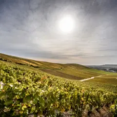 Sanfte Hügel mit Weinreben, die den Champagner Kraft verkörpern. Die Sonne scheint auf die grünen Blätter und die weite Landschaft.