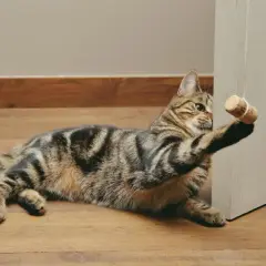 Gato atigrado jugando con un tapón de corcho, uno de los muchos juguetes para gatos caseros que le encantan.