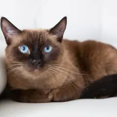 A beautiful brown Siamese cat with striking blue eyes rests on a white surface. While not as common as some other breeds, brown cats like this one are quite special.
