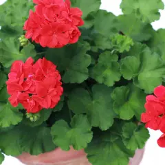 Gros plan sur des géraniums rouges éclatants, prêts pour leur arrosage. Leurs feuilles vertes luxuriantes entourent les fleurs.