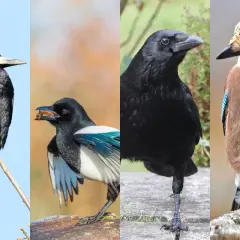 Vier Vögel: ein Rabe auf einem Ast, eine Elster mit Futter im Schnabel, ein weiterer Rabe und ein Eichelhäher. Ja, gibt es Raben in Deutschland.