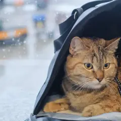 Kot w transporterze czeka na podróż. W tle widać lotnisko, a deszcz pada na szybę. Wszystko gotowe, nawet paszport dla kota.