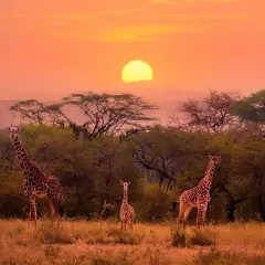 Zachód słońca na safari w Afryce. Trzy żyrafy, w tym jedna młoda, stoją na tle pomarańczowego nieba i drzew.