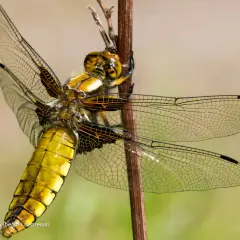 En bred trollslända, en av Sveriges stora flygande insekter, vilar på en kvist. Dess gula kropp och genomskinliga vingar är detaljerade.