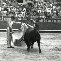 El **toro que mató a Manolete** embiste en la plaza, ante un público expectante.