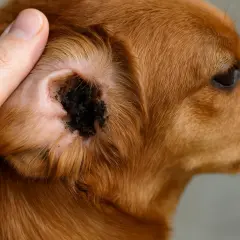 Orecchio di un cane con accumulo di cerume scuro e detriti, possibile infestazione da acari orecchie cane.