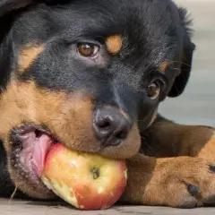 Szczeniak Rottweilera gryzie jabłko, zastanawiając się, czy pies może jeść jabłko.