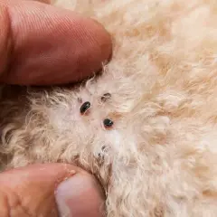 Dedos separan el pelaje de un perro para revelar varios huevos de pulgas negros y pequeños adheridos a la piel.