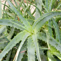 Gros plan sur des feuilles d'aloe vera charnues et dentelées, prêtes à être taillées pour leurs bienfaits.