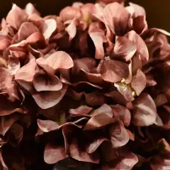 Hortensias secas de color rosa pálido, perfectas para aprender como secar hortensias y decorar.