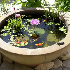 Un bassin de jardin abrite des poissons koï colorés nageant autour d'une magnifique fleur aquatique rose. Un petit amphibien se repose sur le bord.