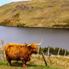 Ein schottisches Hochlandrind steht auf einer grünen Wiese am Ufer eines Sees. Das Wetter in Schottland im September ist oft wechselhaft, aber heute scheint die Sonne.