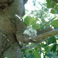 Gniazdo mszyc na jabłoni, biała, kłaczasta masa na gałęzi.