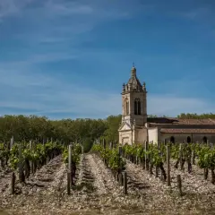 Winnice w Haut-Médoc z kościołem w tle, pod błękitnym niebem.