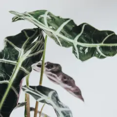 Alocasia Polly med sina mörka, vågiga blad och ljusa ådror. En vacker inredningsdetalj.