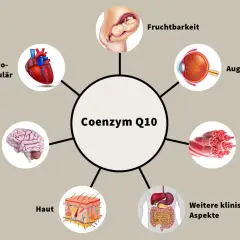 Coenzym Q10 ist wichtig für Herz, Gehirn, Augen, Haut, Muskeln, Fruchtbarkeit und weitere klinische Aspekte. Ein Mangel kann diese Bereiche beeinträchtigen.