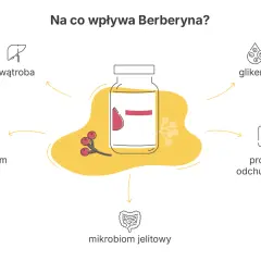 Berberyna wspiera proces odchudzania, wpływając na wątrobę, lipidogram, glikemię i mikrobiom jelitowy.
