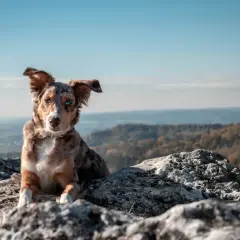 Pies z niebieskimi oczami odpoczywa na skale w Pieninach, podziwiając jesienny krajobraz.
