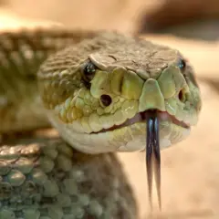 Primer plano de la cabeza de una serpiente de cascabel, mostrando sus escamas y lengua bífida. Un ejemplo de los diversos tipos de serpientes.