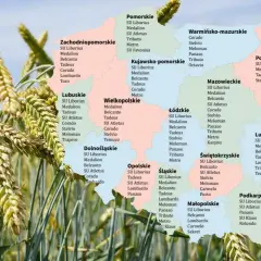 Pszenżyto ozime na słabe gleby. Na mapie Polski zaznaczono odmiany zbóż, np. Medallion, Corado, Belcanto, idealne dla trudnych warunków.