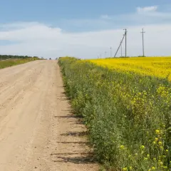 Droga gruntowa przez pole rzepaku, słupy energetyczne. Służebność drogi problemy z dostępem do pól.