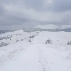 Śnieżna trasa w górach, z samotnymi smrekami i łagodnymi wzniesieniami pod zachmurzonym niebem.
