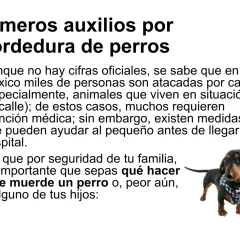 Un perro salchicha con un chaleco a cuadros mira fijamente. El texto advierte sobre qué hacer si te muerde un perro.