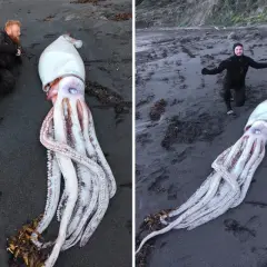 Dwóch mężczyzn na plaży obok gigantycznej kałamarnicy, największego bezkręgowca świata.
