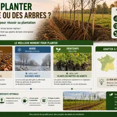 Le calendrier plantation arbre idéal : automne pour racines nues, hiver pour racines nues, printemps pour mottes. Adaptez selon votre région.