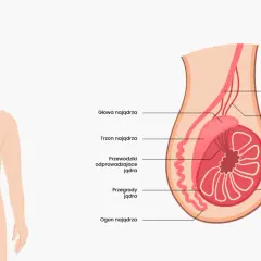 Anatomia męskich jąder: przekrój pokazuje budowę, w tym nasieniowód, splot żylny, zraziki i przegrody.
