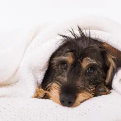 Ein Dackelwelpe kuschelt sich in eine weiche Decke. Er sieht ein wenig krank aus, vielleicht hat er Husten beim Hund.