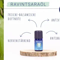 Ravintsaraöl: frisch-balsamische Duftnote, antiviral, antibakteriell, nervenstärkend. Die Ravintsara Wirkung auf die Psyche ist beruhigend.
