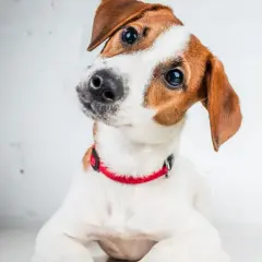 Adorable jack russell cachorro con collar rojo inclina la cabeza, mirando con curiosidad.