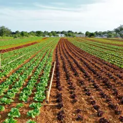 Qué plantamos en febrero: las mejores opciones para tu jardín
