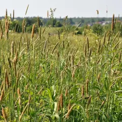 Skuteczne leki na alergię na trawy: co wybrać, aby ulżyć objawom