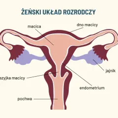 Schemat żeńskiego układu rozrodczego: macica, jajowody, jajniki, szyjka macicy i pochwa.