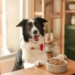 Border collie esperando su comida con ansias. ¡Qué hambre tiene!