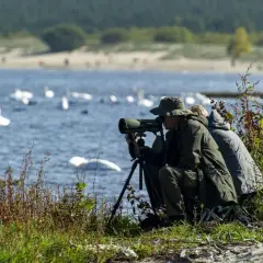 Obserwatorzy ptaków w rezerwacie mewia łacha, z lornetką i teleskopem, podziwiają łabędzie na wodzie.
