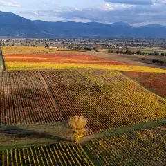 Vigneti autunnali con foglie gialle e rosse, che mostrano il **terrazzamenti significato** nel paesaggio collinare.