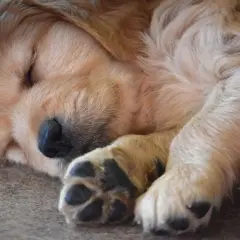 Słodki, 8-tygodniowy szczeniak golden retrievera śpi zwinięty w kłębek. W tym wieku szczenięta potrzebują dużo snu, aby prawidłowo się rozwijać.