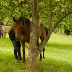 Stadnina Trohaniec - wyjątkowe jazdy konne i obozy w Bieszczadach